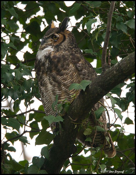 _1SB4410 great-horned owl.jpg